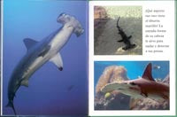 Tiburones