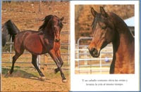 Caballos