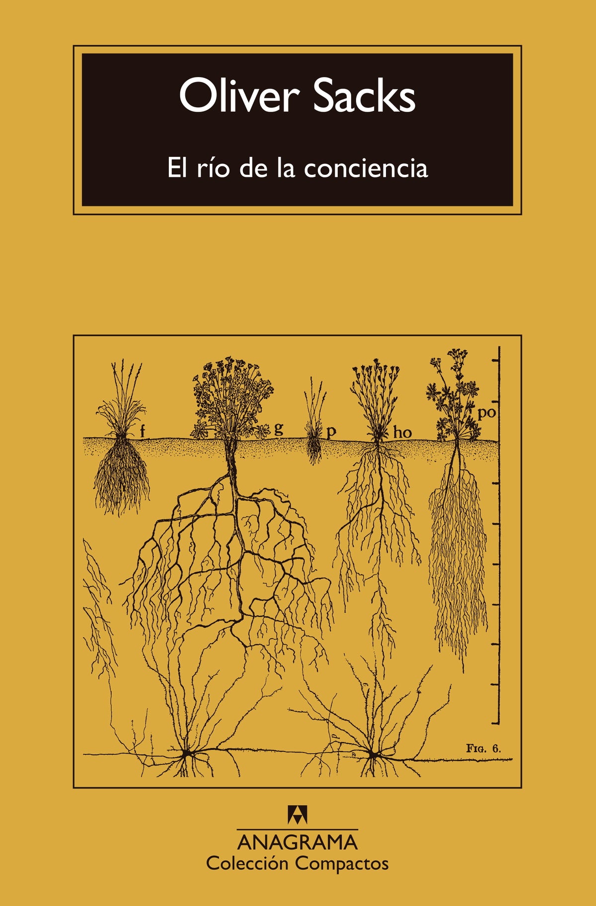El río de la conciencia