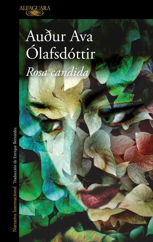Rosa candida