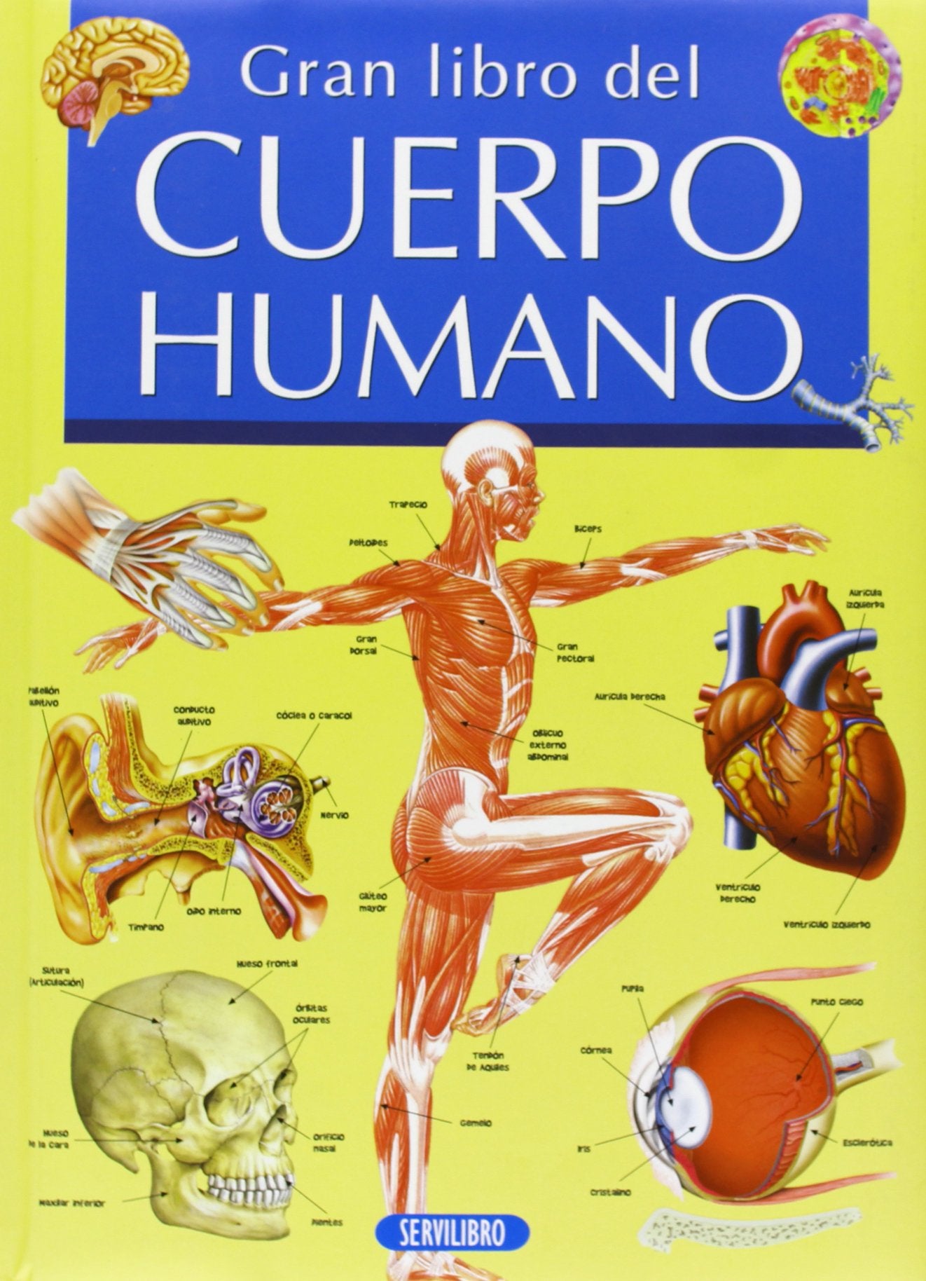 El cuerpo humano
