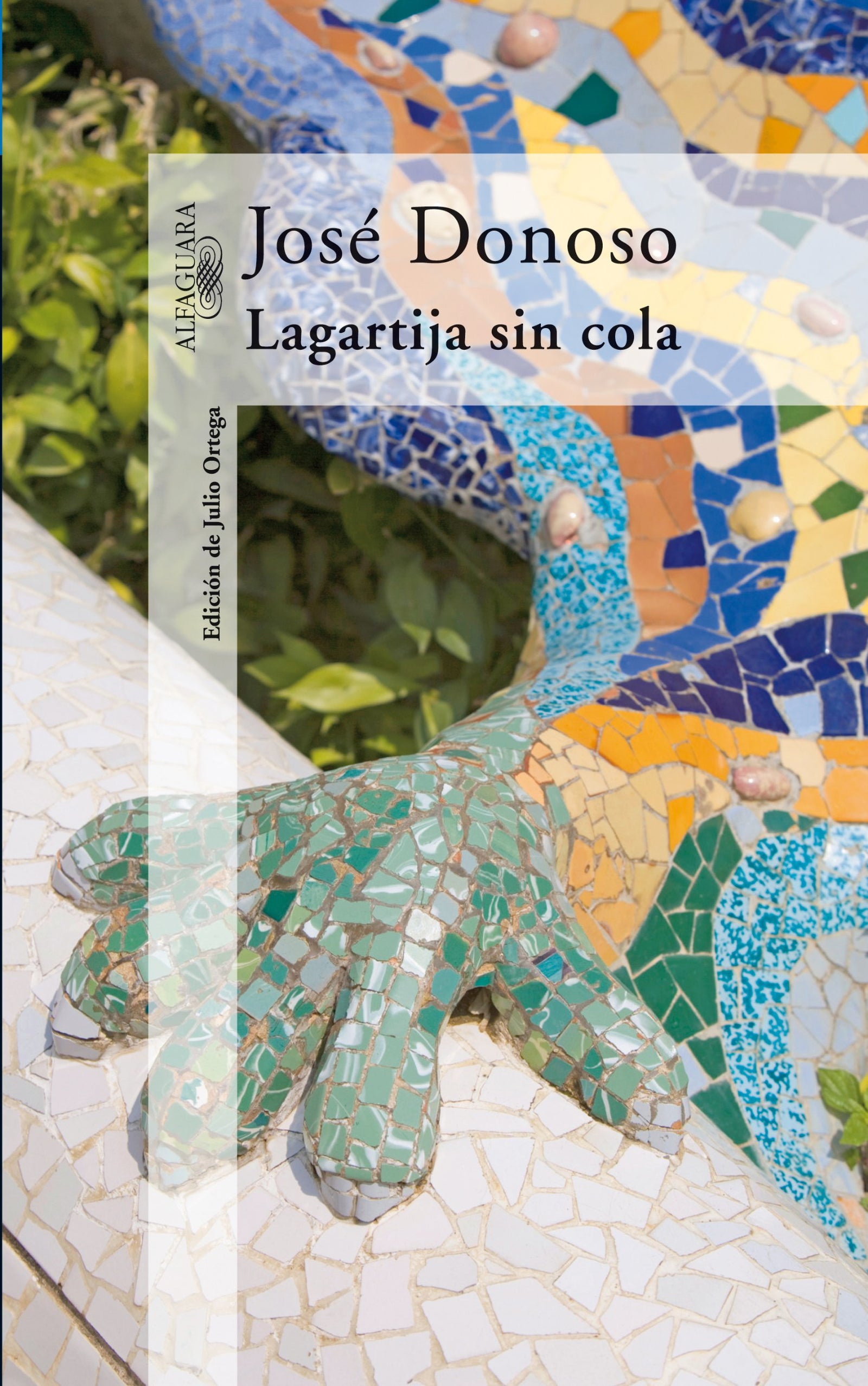 Lagartija sin cola (Hispánica)