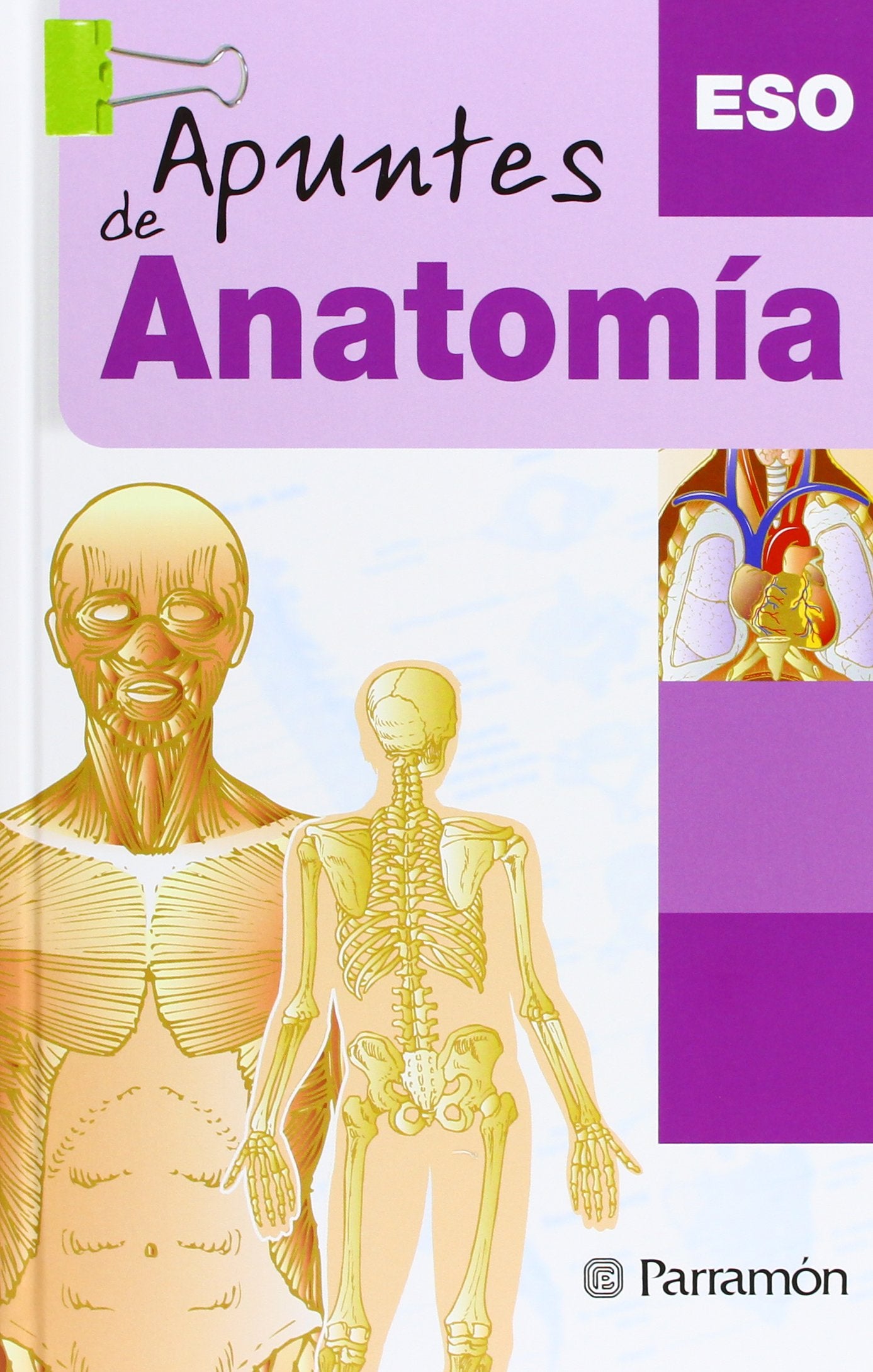 Apuntes de anatomía