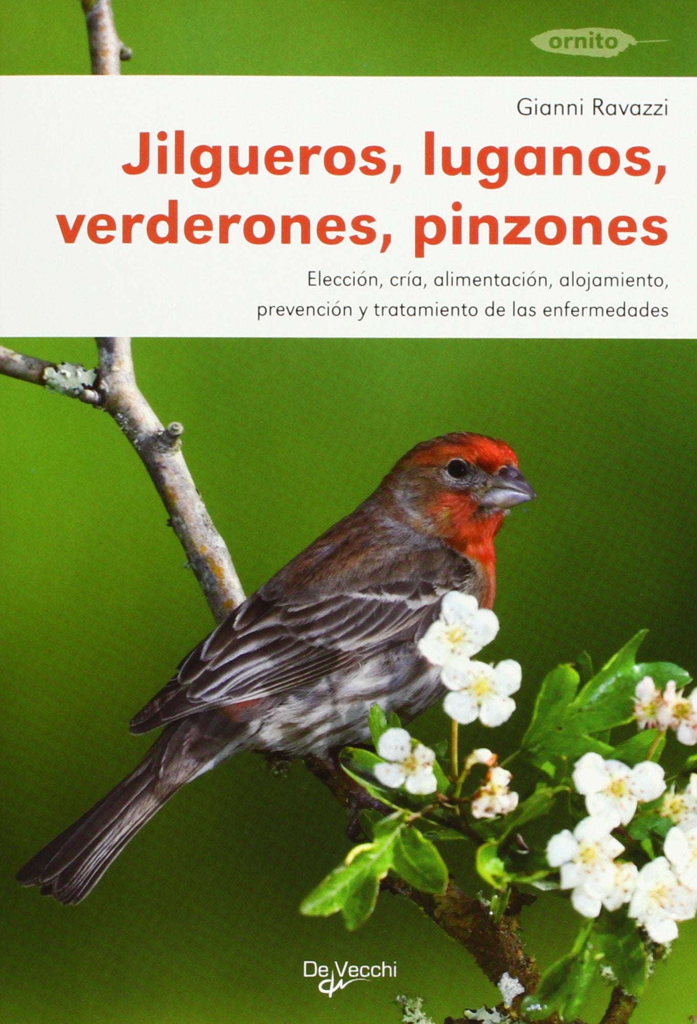 Jilgueros, luganos, verderones y pinzones (Animales)