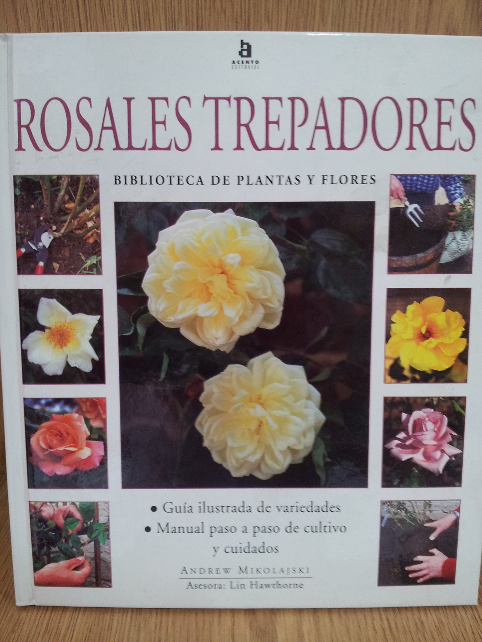 Rosales trepadores (