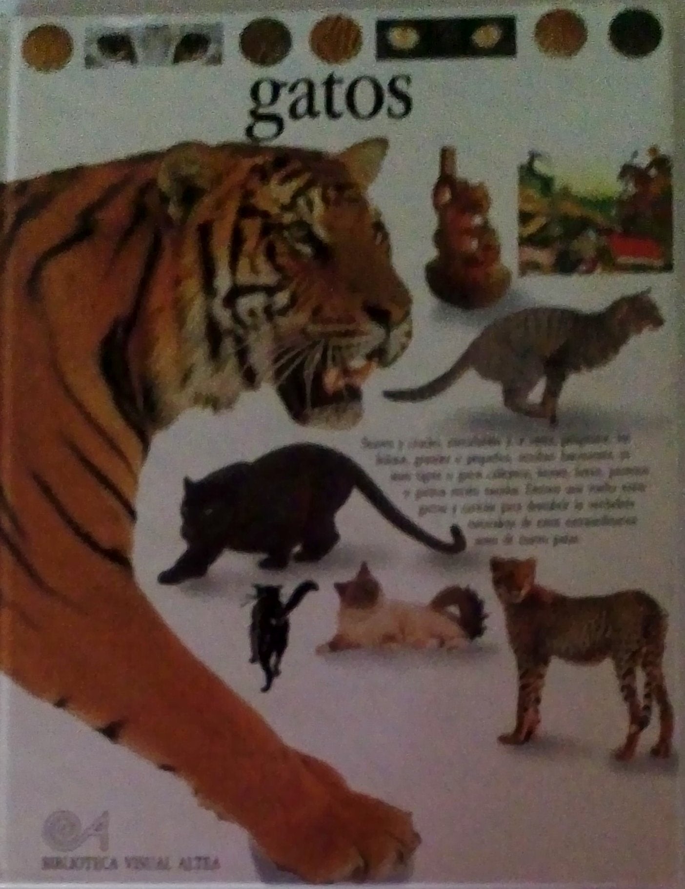 Gatos (Eyewitness Series in Spanish)