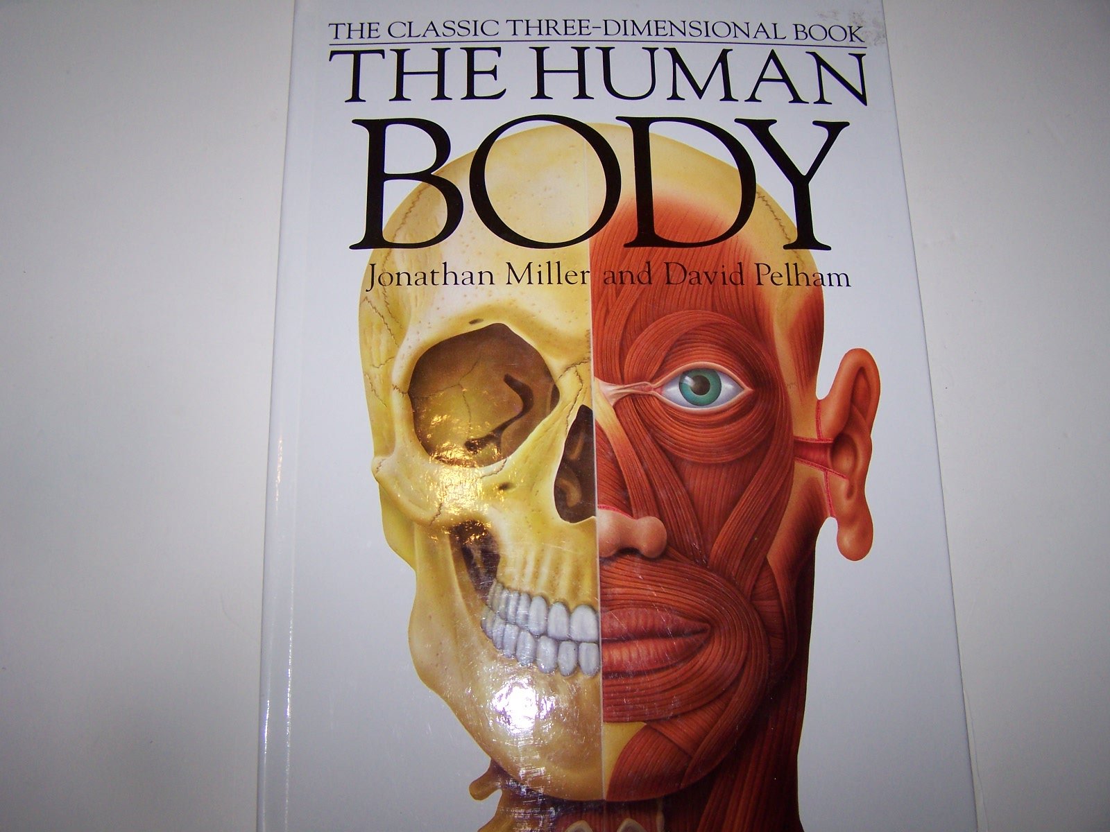Human Body