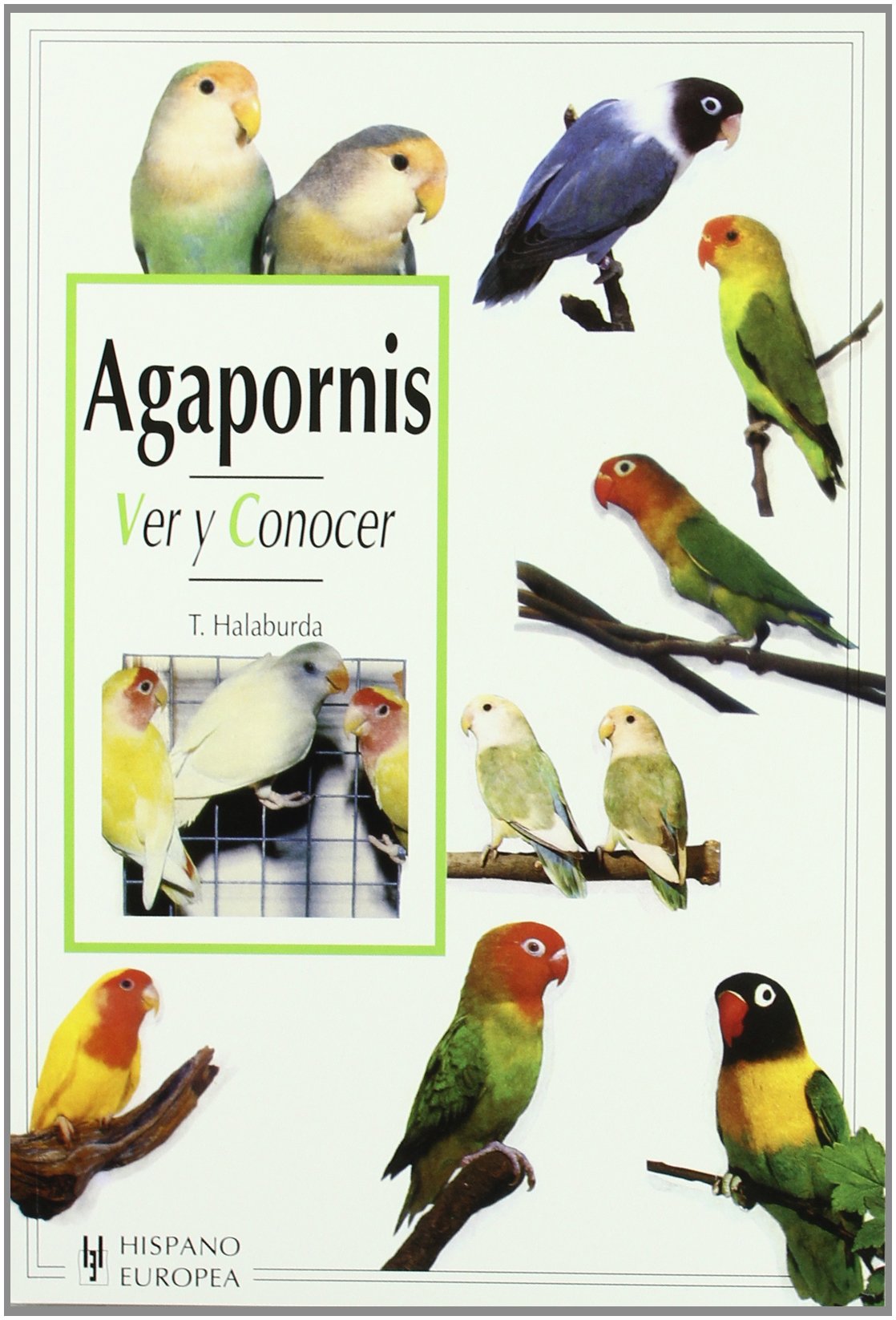 Agapornis (Ver y conocer)