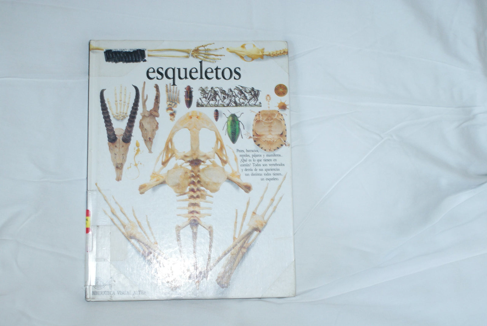 Esqueletos (Eyewitness Series in Spanish)