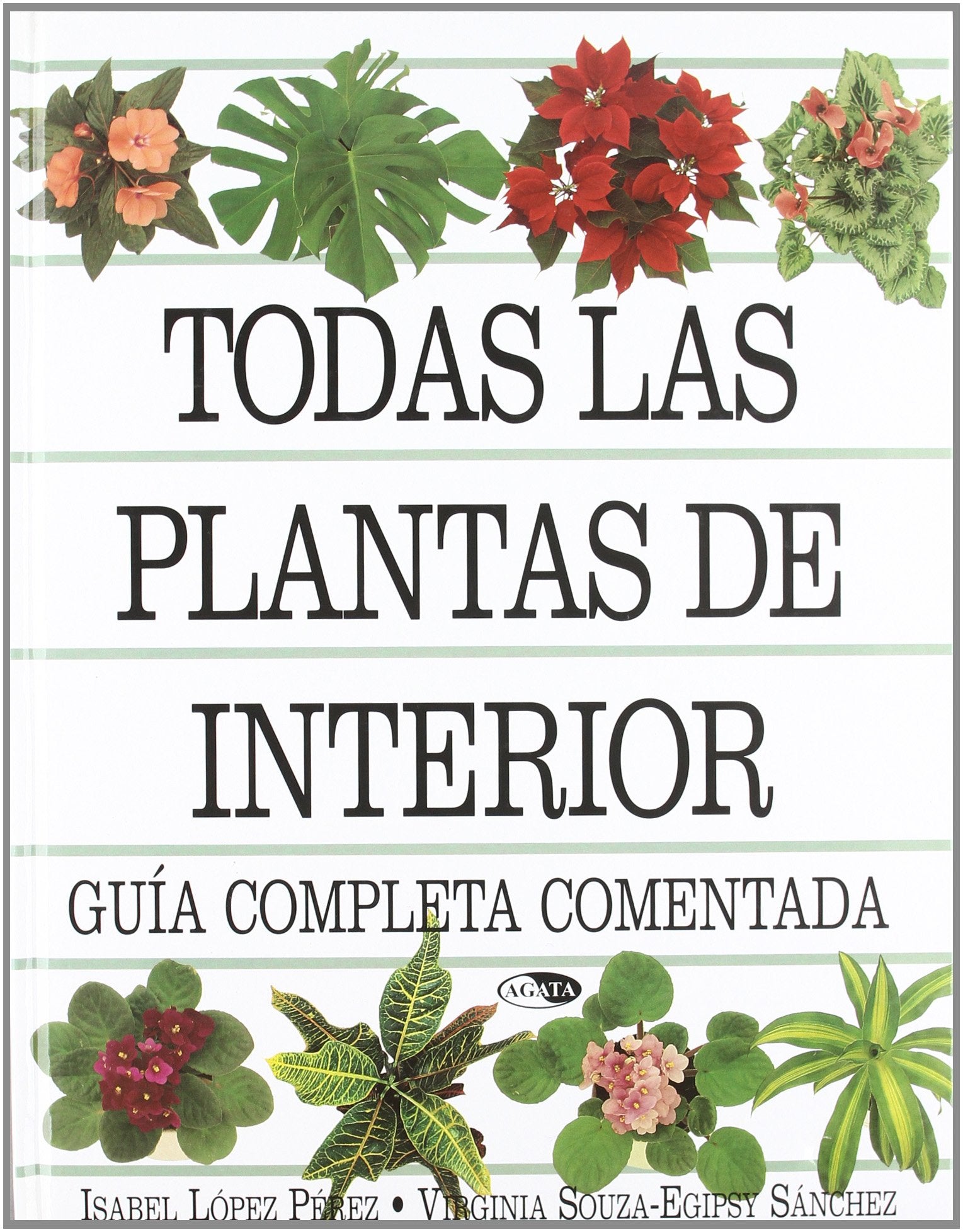 TODAS LAS PLANTAS DE INTERIOR (SIN COLECCION)