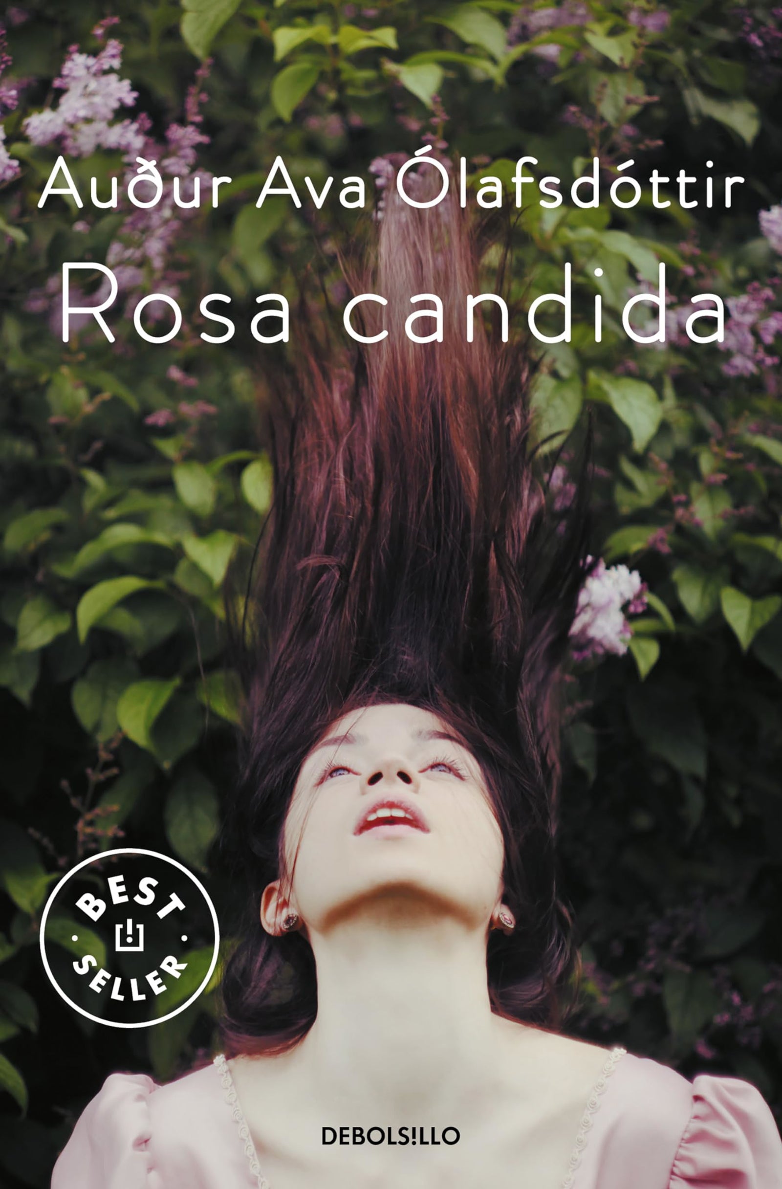Rosa candida (Best Seller)