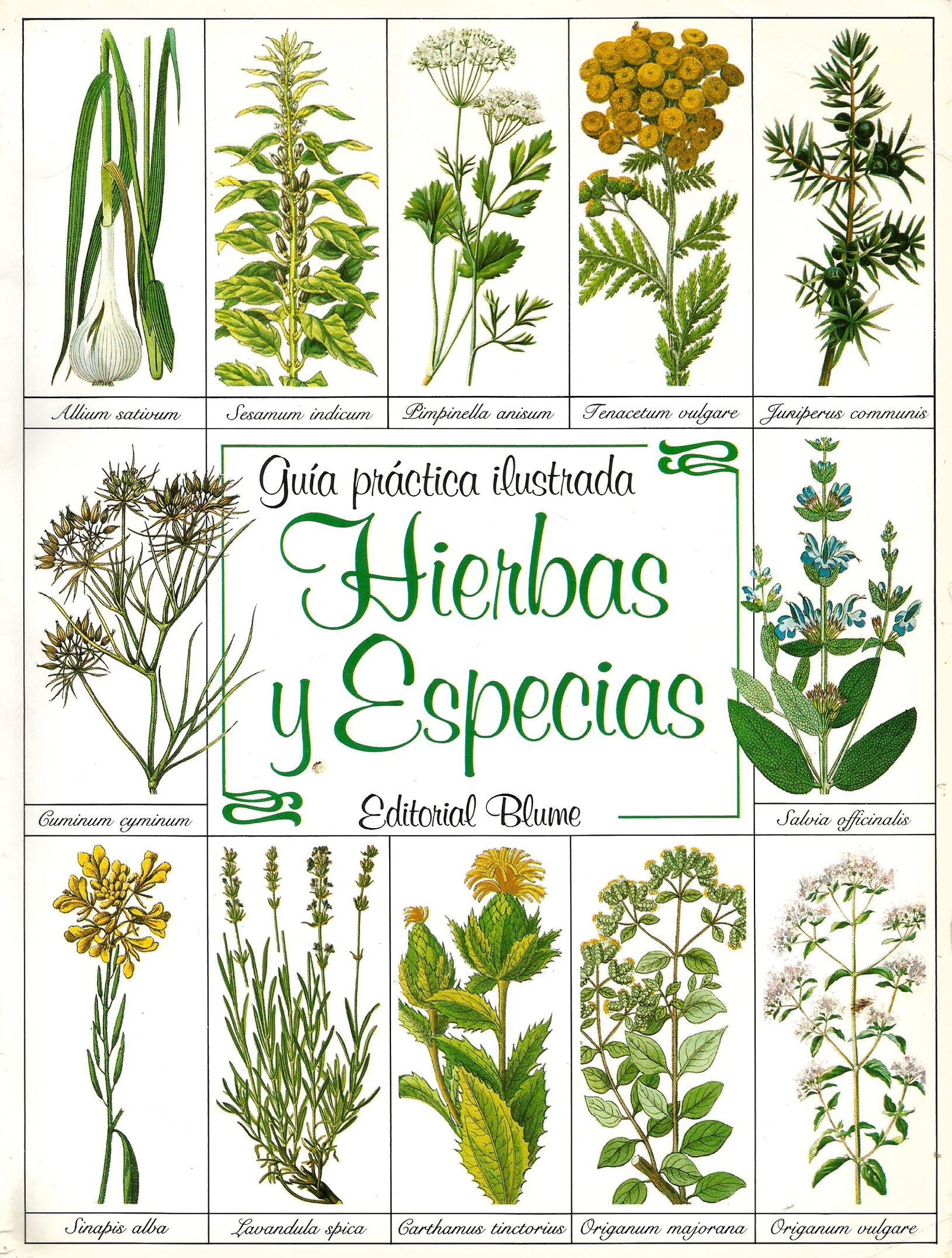 HIERBAS Y ESPECIAS (GUIAS PRACTICAS ILUSTRADAS)
