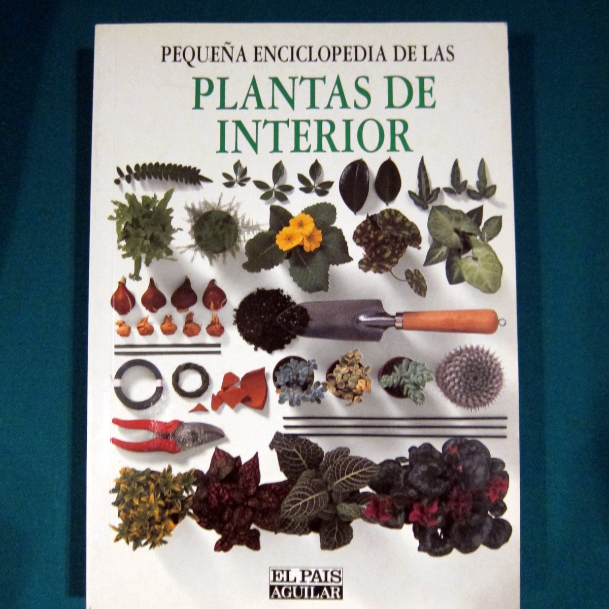 Plantas de interior