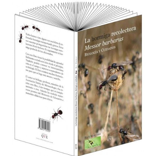 La hormiga recolectora Messor Barbarus: biología y cuidados