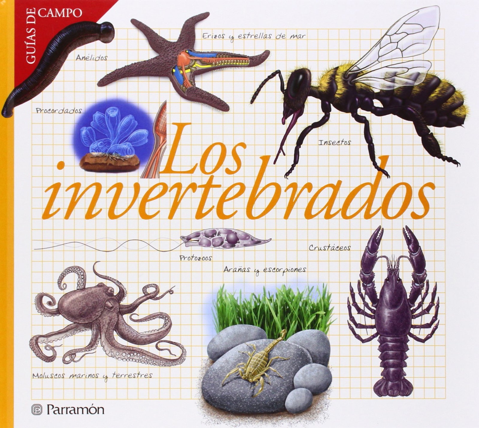 Los invertebrados (Guías de campo)