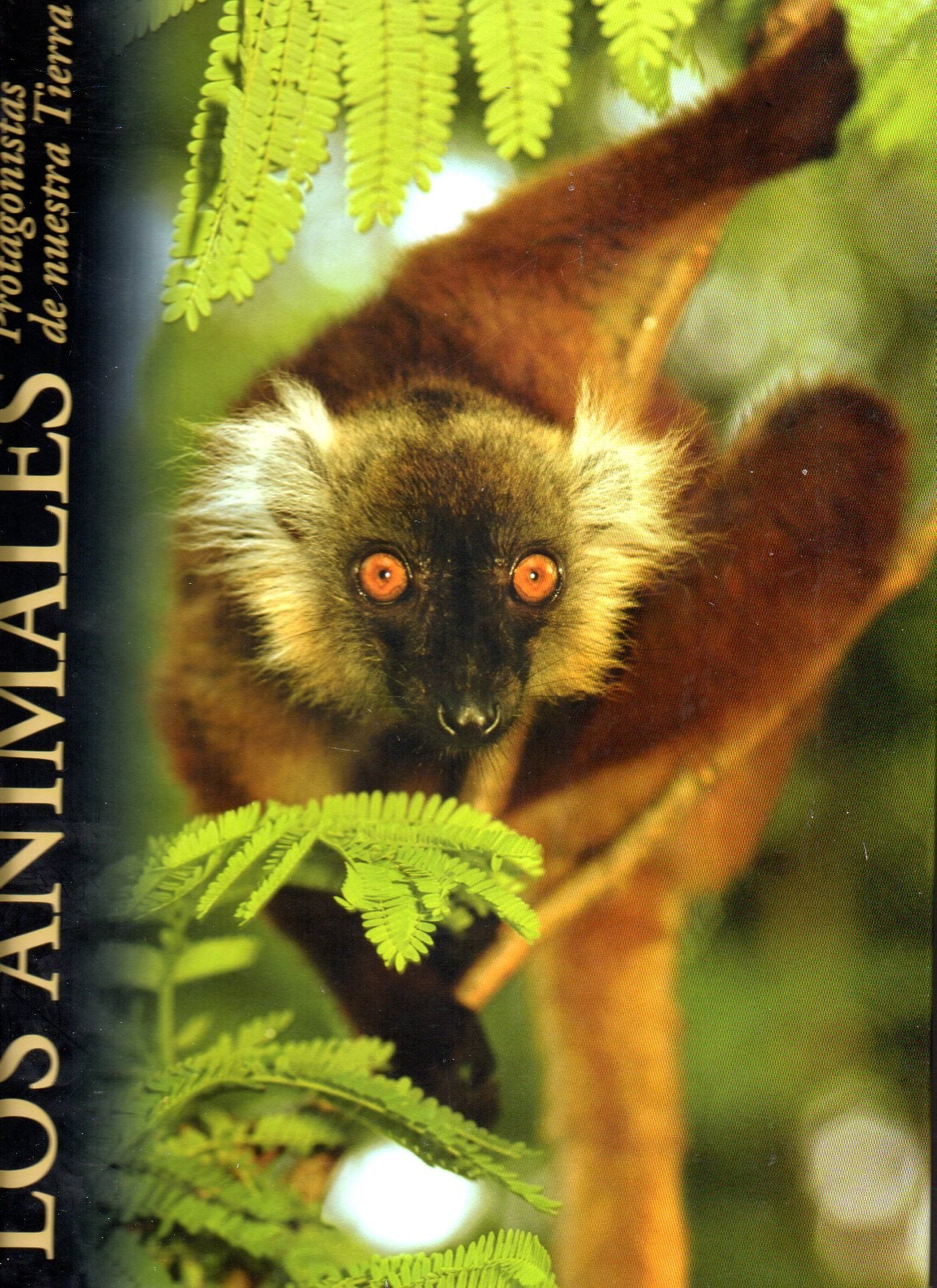Los animales, protagonistas de nuestra tierra: Mares e islas: Vol.10