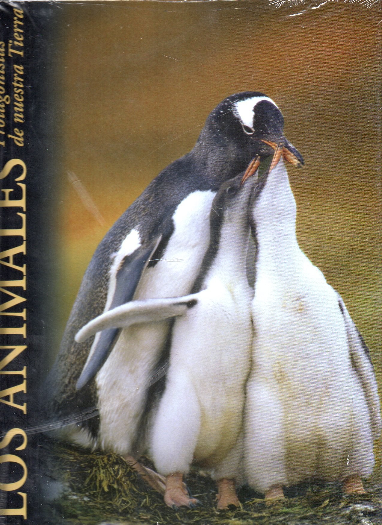 Los animales, protagonistas de nuestra tierra: Regiones polares: Vol.9