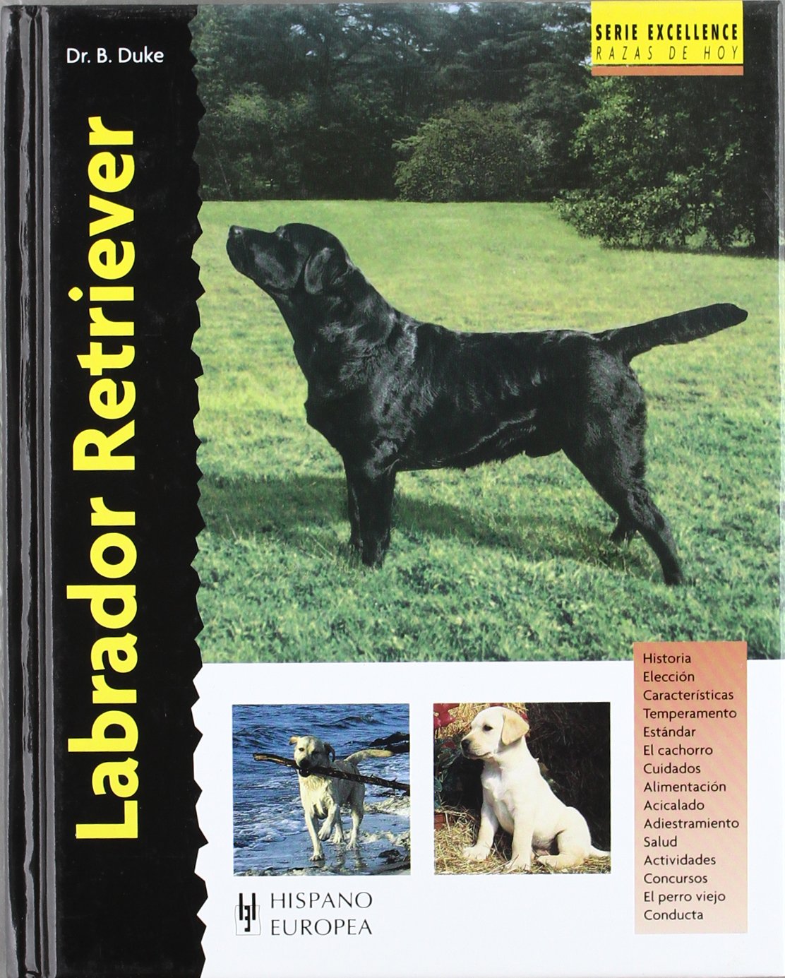 Labrador Retriever (Excellence)