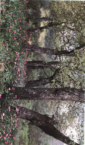 CIUDAD REAL,NATURALEZA EN IMAGENES (HISTORIA)
